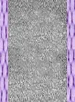 Lavender Lavender