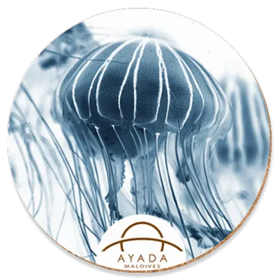 Round - Custom Promo Now - UK