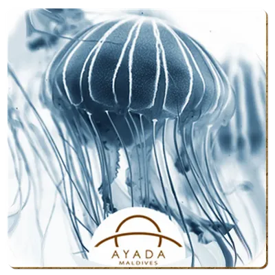 Square - Custom Promo Now - UK