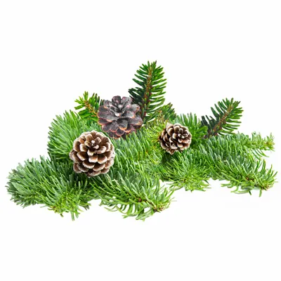 Pine - Custom Promo Now - UK