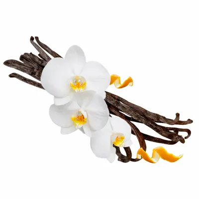 Vanilla - Custom Promo Now - UK