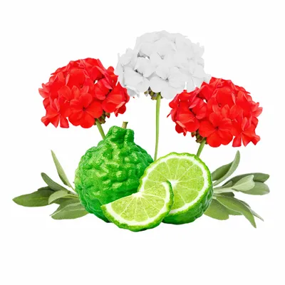 Cedar & Geranium - Custom Promo Now - UK