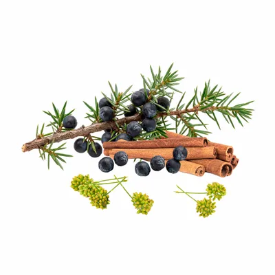 Juniper Berry - Custom Promo Now - UK