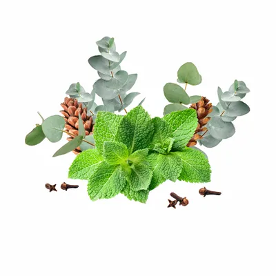 Eucalyptus & Mint - Custom Promo Now - UK